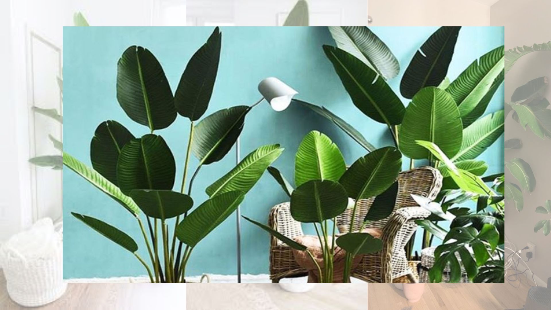 C&ocirc;ng Dụng Của C&acirc;y Chuối Cảnh